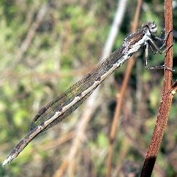 Sympecma fusca
